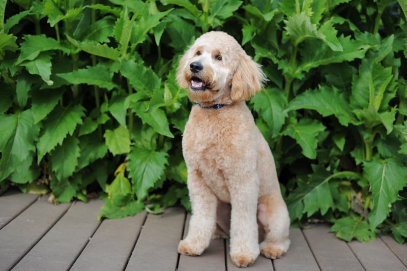 Male Mini Goldendoodle Older Puppy for Sale