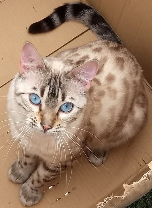 Upcoming Litter - Seal-point Lynx Bengals