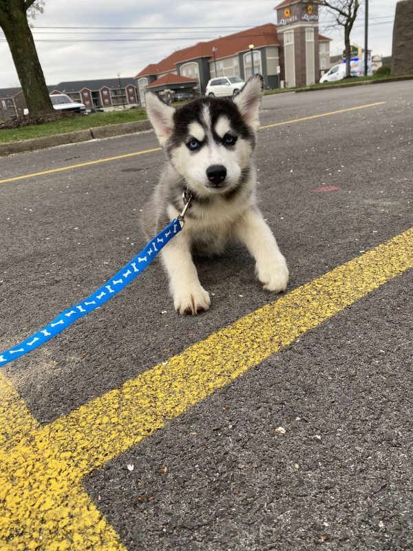 Husky Mix for Sale in Louisville, Kentucky