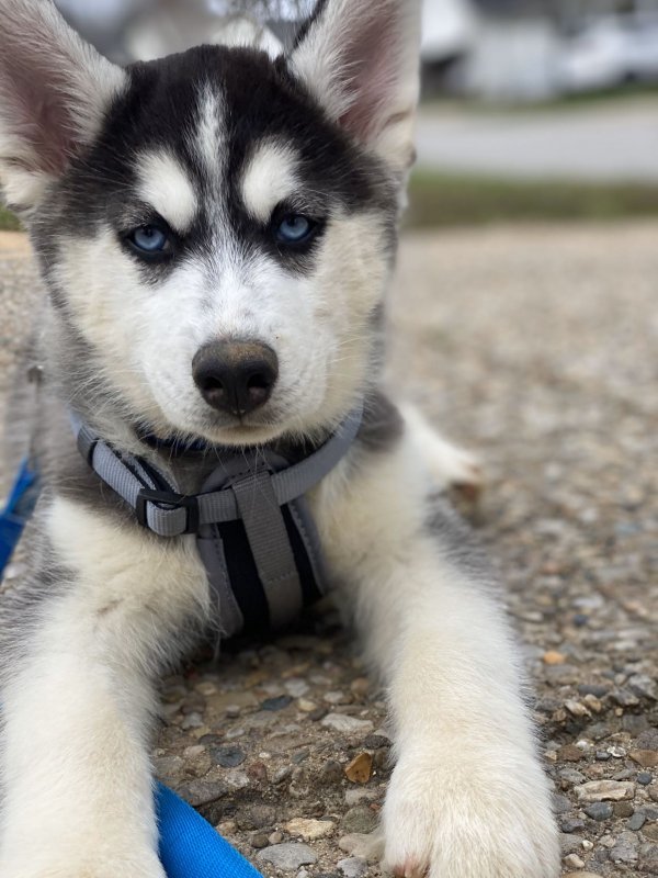 Husky Mix for Sale in Louisville, Kentucky