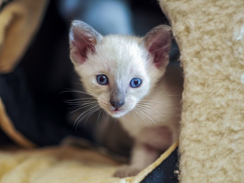 Blue Point and Seal Point Siamese Kittens for Sale in Charleston, South