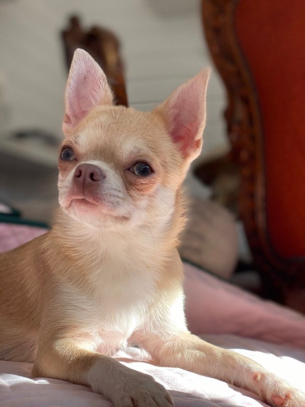 xx-very-special-kc-registered-girl-daisy-xx-5e908dac3416f.jpg
