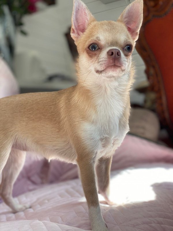 xx-very-special-kc-registered-girl-daisy-xx-5e908de775ebf.jpg