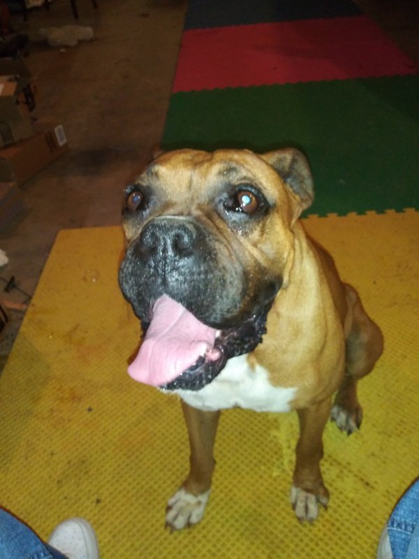 Boxer for Sale in Athens,