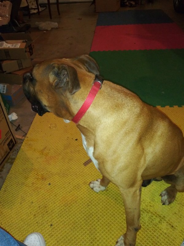 Boxer for Sale in Athens,