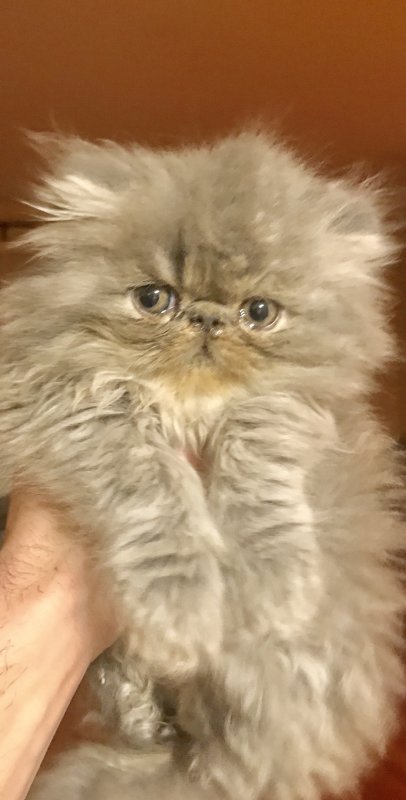 20 Best Photos Persian Kittens In Ct / Adorable Blue Eyed Persian Kittens | Durbanville | Public ...