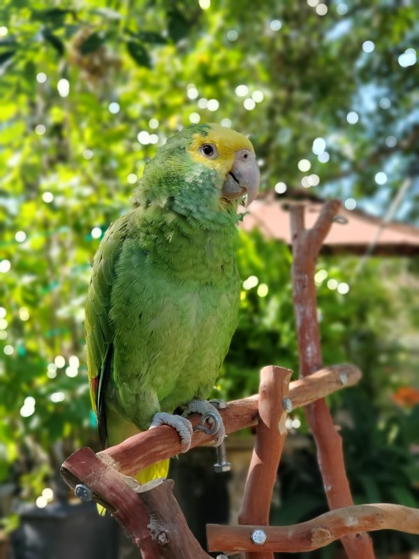 amazon parrot breeders in california