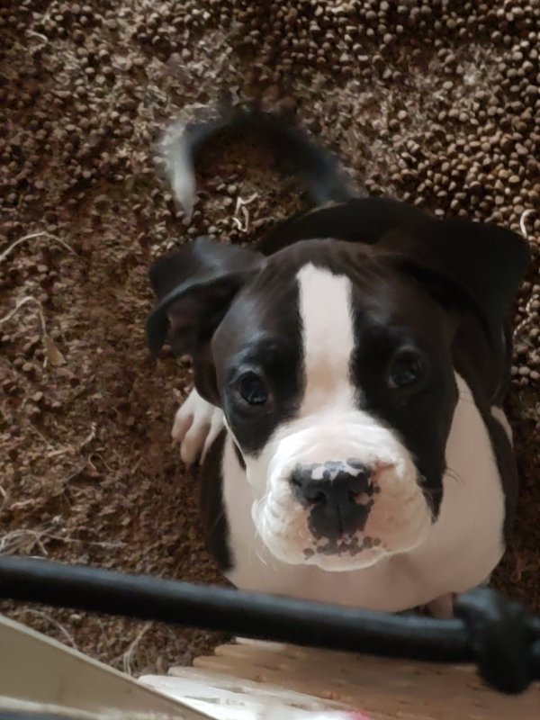 American Bulldog/Boxer Mix Puppies for Sale in Bakersfield