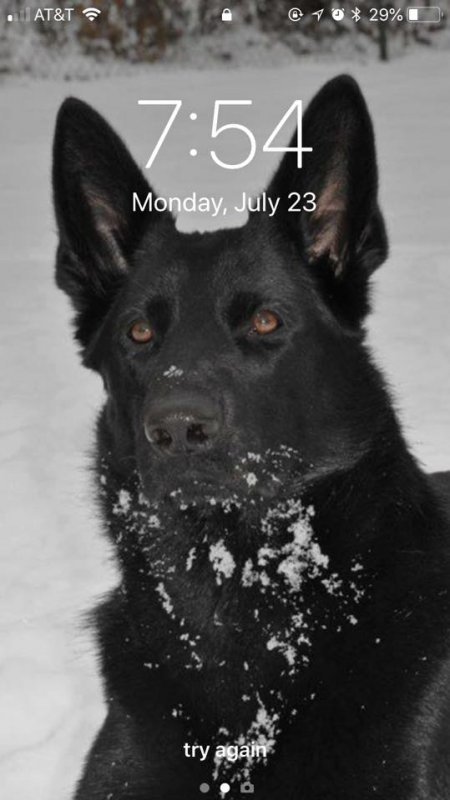 Kimber screensaver.jpg