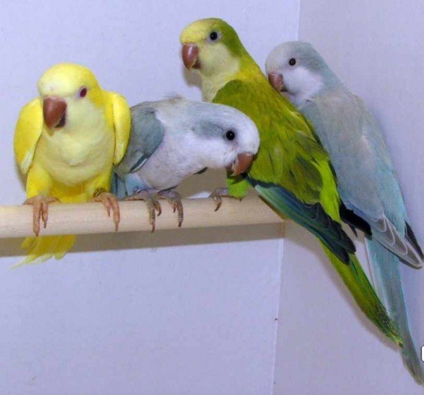 baby-quaker-parrots-5eaf0917cb5d5.jpg