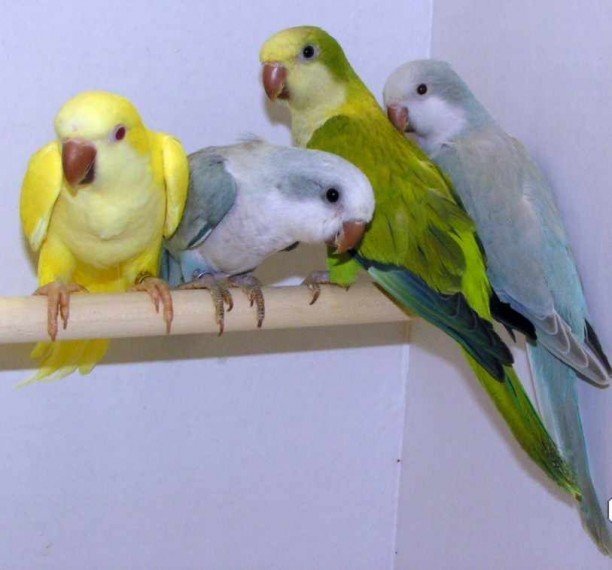 baby-quaker-parrots-5eaf0917cb5d5.jpg baby-quaker-parrots-5eaf0917cb5d5.jpg