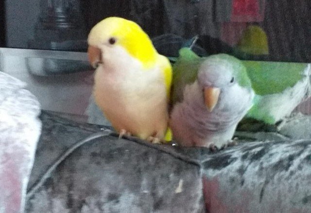 baby-quaker-parrots-5eaf0987cd3c1.jpg