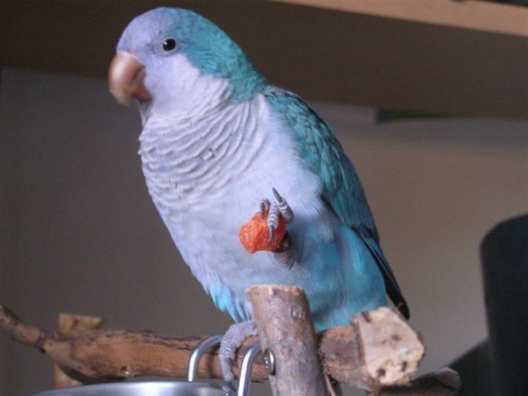 baby-quaker-parrots-5eaf0988141bc.jpg baby-quaker-parrots-5eaf0988141bc.jpg
