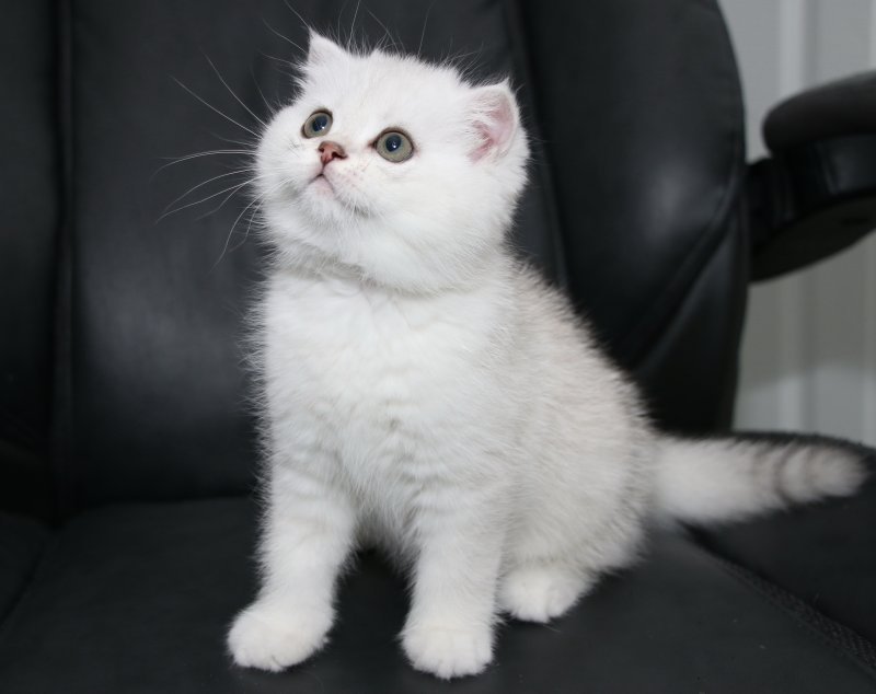 21-Scottish Fold.JPG