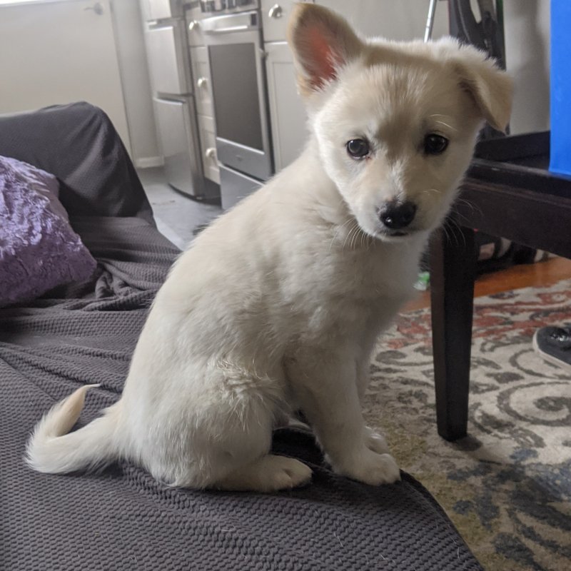 Huskyhuahua (Husky/Chihuahua Mix) Puppy for Sale