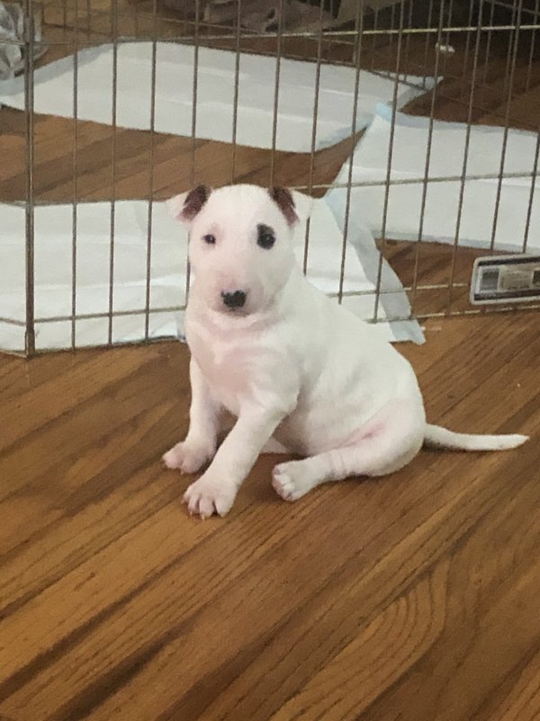 Bull Terrier Puppy for Sale