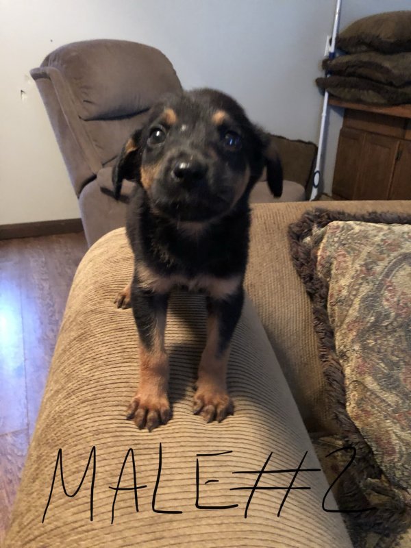 Mixed Breed - Doberman/Mastiff Mix Puppies for Sale in Pensacola, Florida