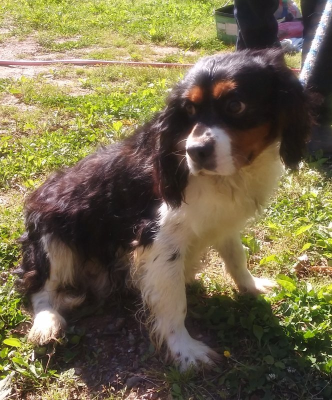Cavalier-Male-Riley.jpg