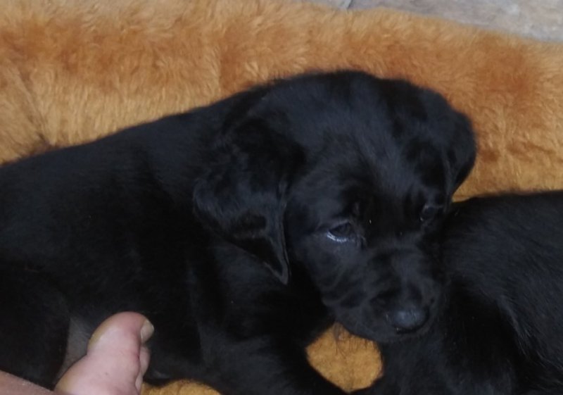 Brutus (2).jpg