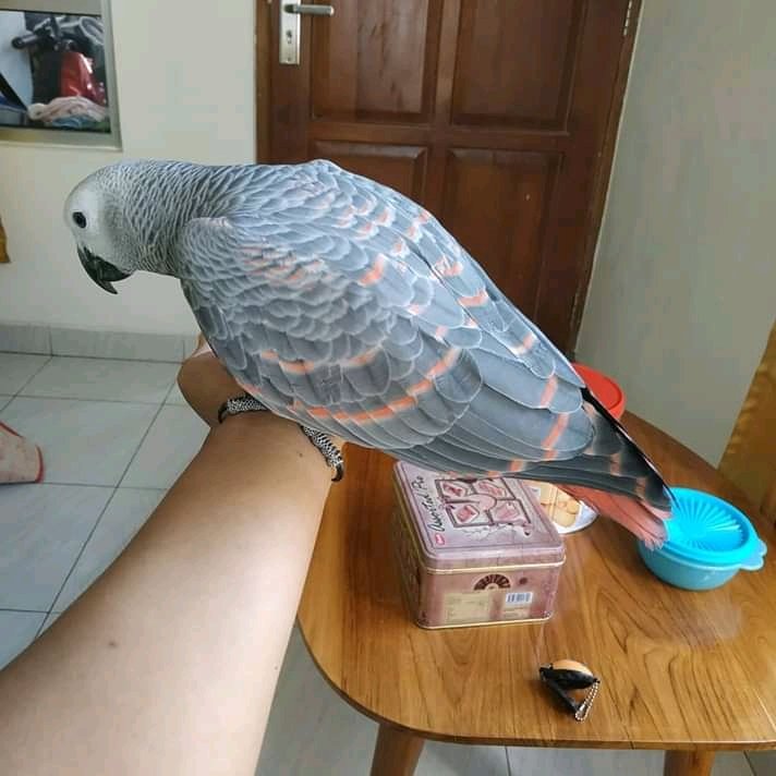 parrots pics (1) (108).jpg