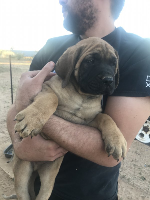AKC English Mastiff Puppies for Sale in Yucca Valley, California