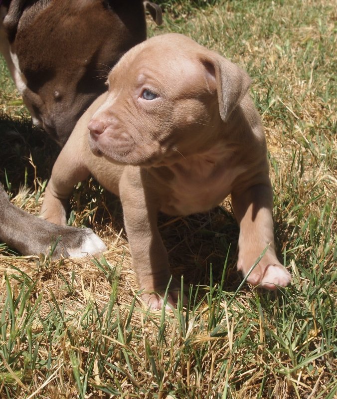 Pups1.jpg