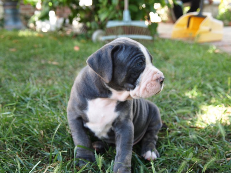 Pups15.jpg