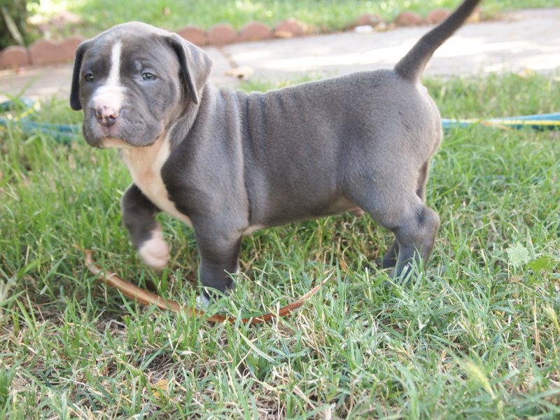 Pups10.jpg
