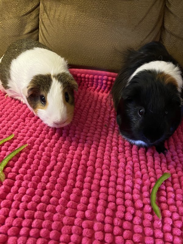 4 Guinea Pigs for Sale Near Birmingham, Alabama