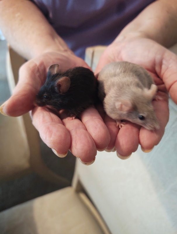 2 Fancy Mice for Sale Near Birmingham, Alabama For Sale Ads Birmingham, Alabama AL