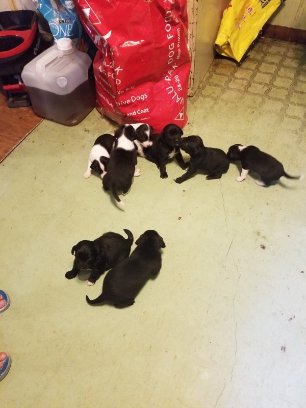 puppies2.jpg
