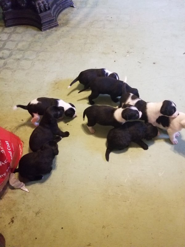 puppies1.jpg