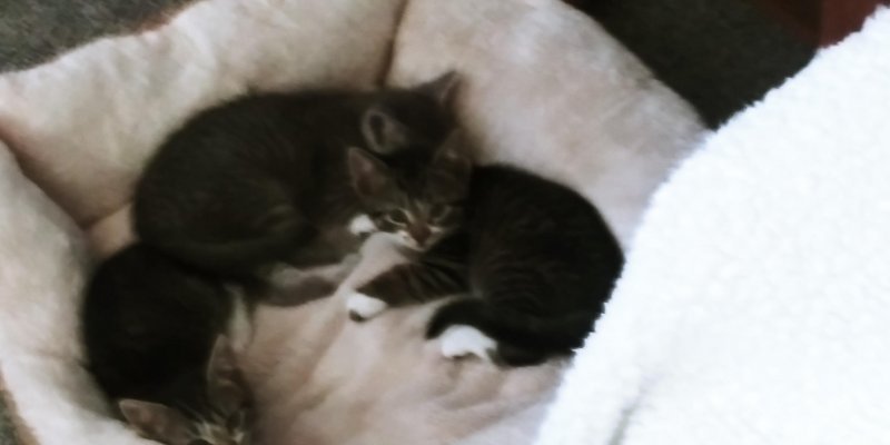Kittens.jpg
