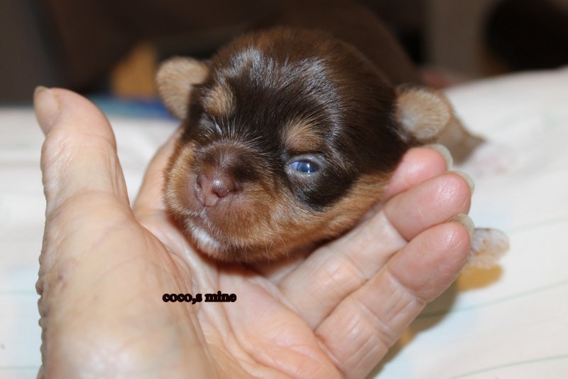 coco,s mine.jpg