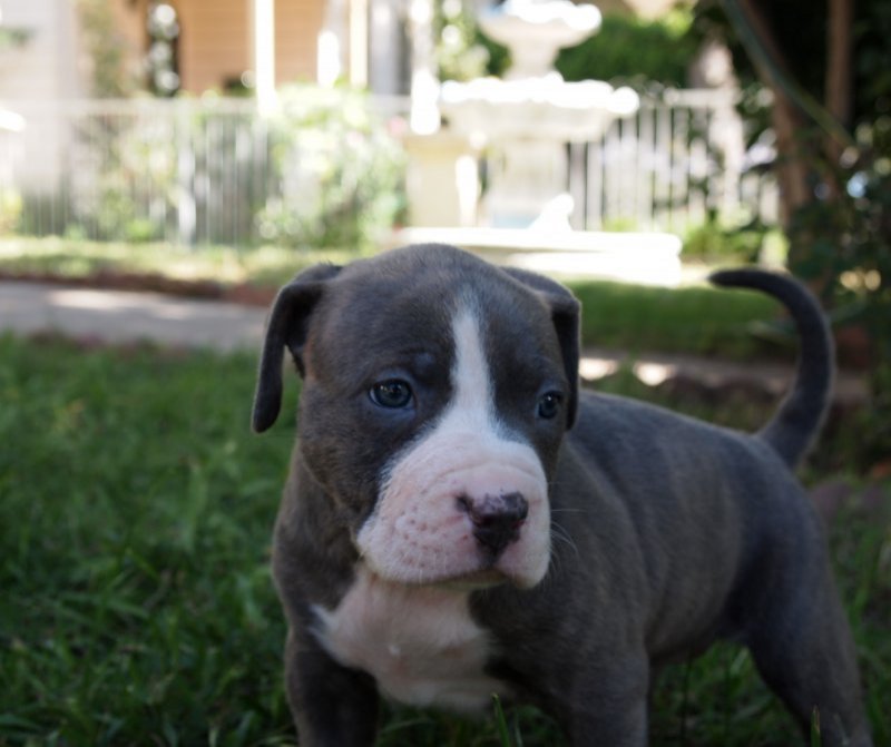 Pups7.jpg