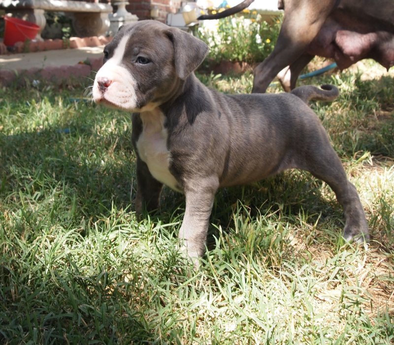 Pups8.jpg