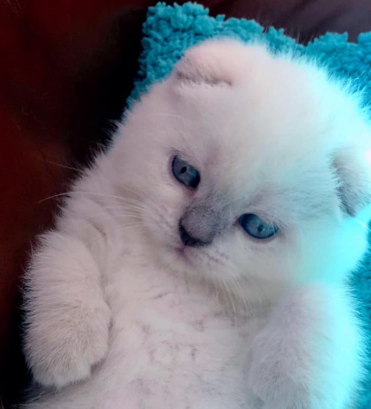 kitty.jpg
