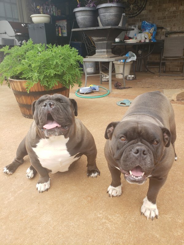 Two Intact Adult CKC Old English Bulldogs