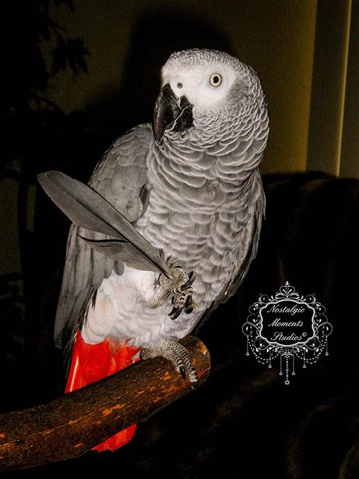 African Grey, Congo, Male