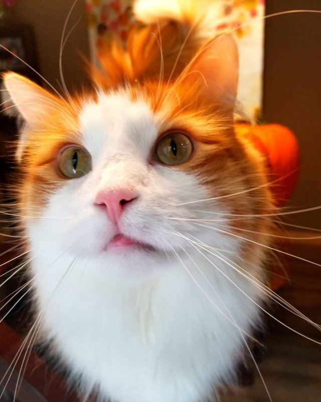 maine Coon.jpg