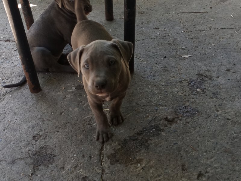 Purebred Blue Nose Pitbull Puppies