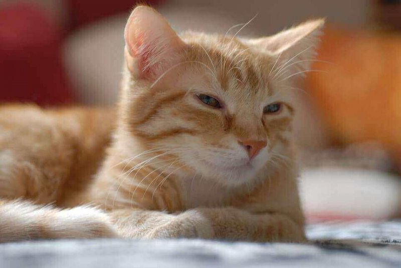 cat-959275_960_720.jpg