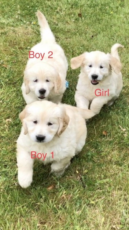 beautiful-chunky-golden-retrievers-for-sale.jpg