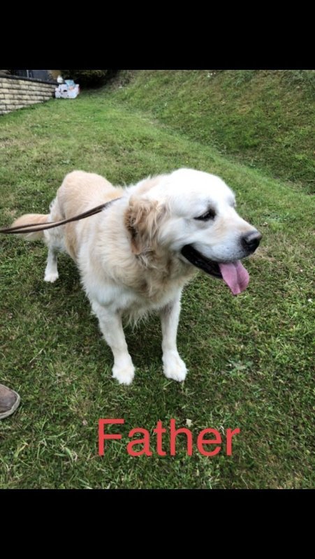 beautiful-chunky-golden-retrievers-for-sale-5ee7d556094f3.jpg