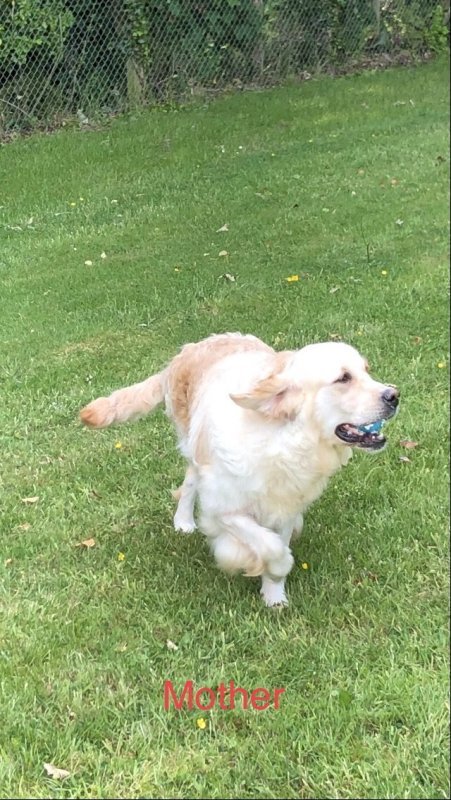 beautiful-chunky-golden-retrievers-for-sale-5ee7d55735b03.jpg