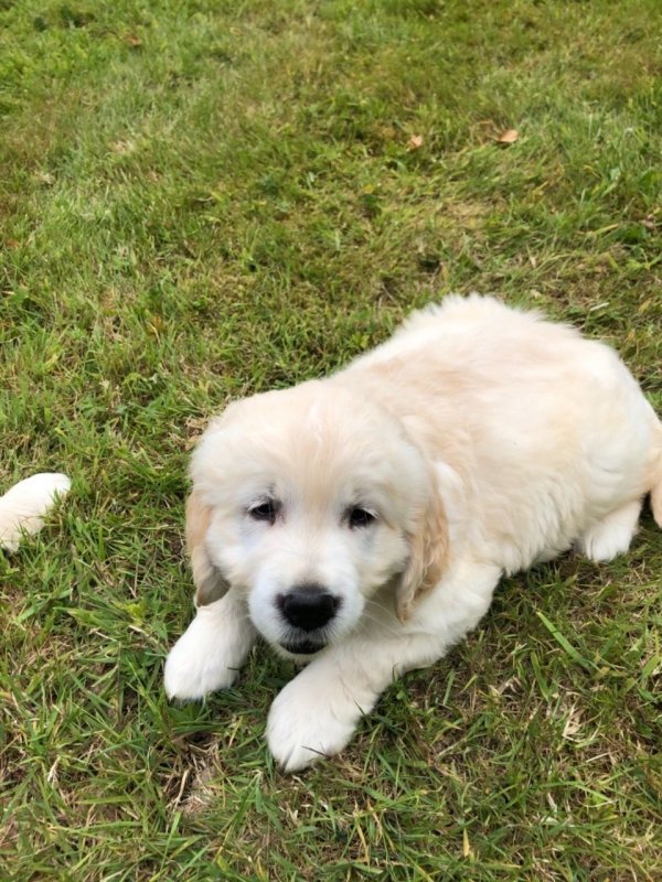 beautiful-chunky-golden-retrievers-for-sale-5ee7d55a784a6 (1).jpg