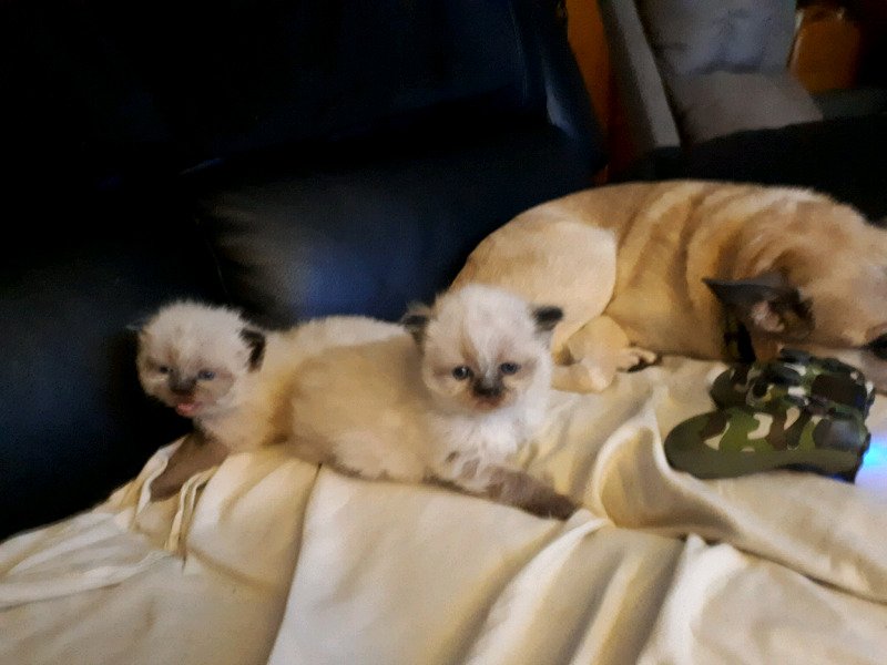 himalayan kittens.jpg
