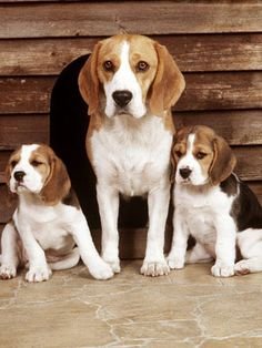 beagle 14.jpg