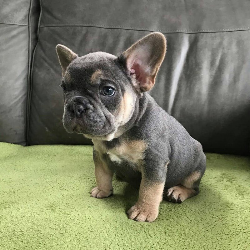 Adorable AKC French Bulldog Puppies