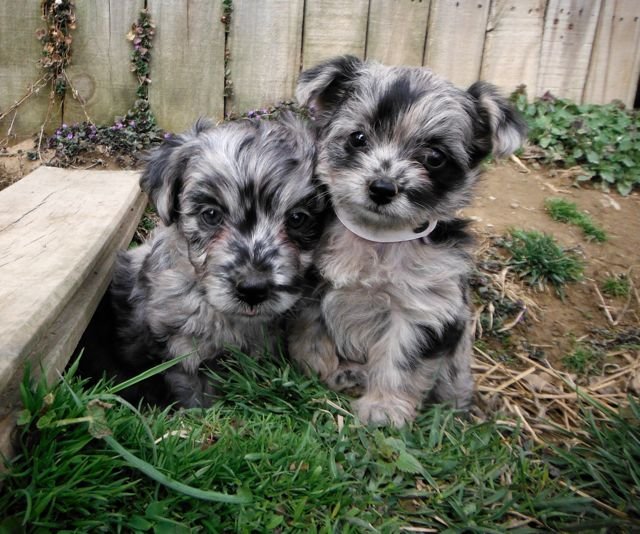 yorkie 11111.jpg